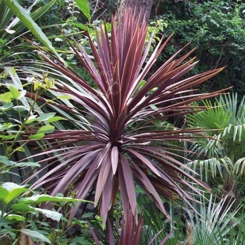 Cordyline australis Purpurea - Pb3 - Image 2