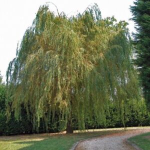 Salix chrysocoma, Golden Weeping Willow - Pb6.5