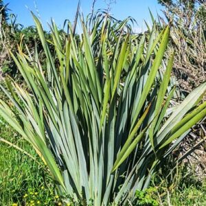 Phormium cookianum, Mountain Flax - Pb6.5/2.5Ltr