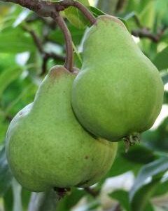 Pear Double Beurre Bosc/Packham's Triumph - Pb18