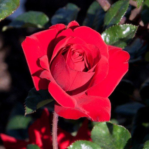 Rose Crimson Bouquet (bush, hyb. tea)