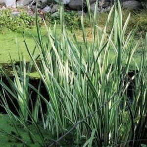 Acorus variegatus, Japanese Sweet Flag - Pb5