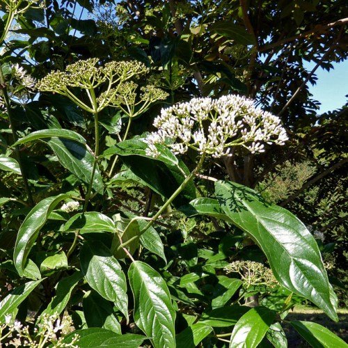Viburnum cylindricum, Leatherleaf - Pb6.5 - Image 2