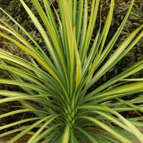 Cordyline x Jive - Pb6.5