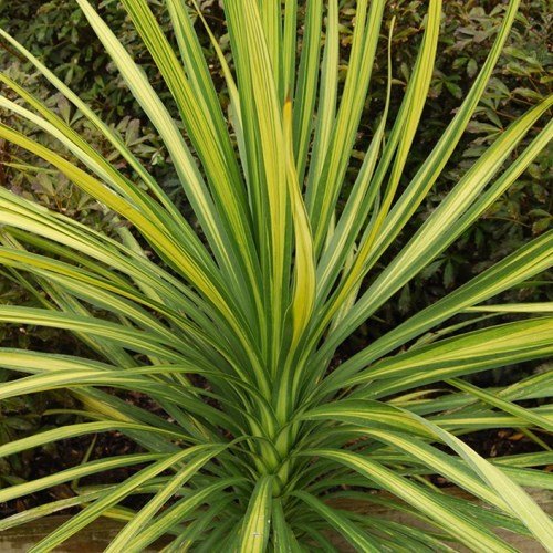 Cordyline x Jive - Pb6.5 - Image 2