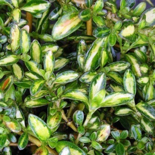 Coprosma Kiwi Gold - Pb6.5 - Image 2