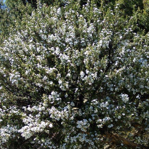 Leptospermum scoparium, Manuka - Pb3/4 - Image 2