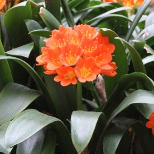 Clivia miniata Fire Glow - Pb6.5 - Image 2