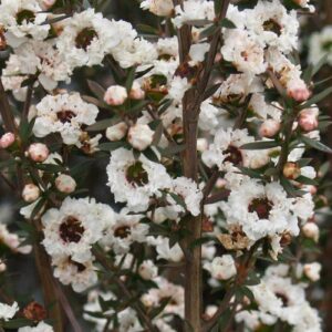 Leptospermum Wiri Linda, White flowering Manuka -