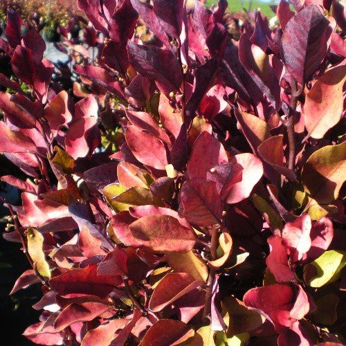 Pseudowintera c. Burgundy Delight, Horopito - 3Ltr