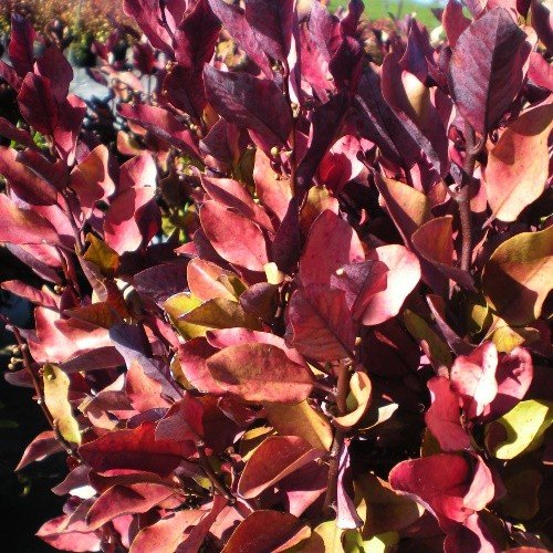 Pseudowintera c. Burgundy Delight, Horopito - 3Ltr - Image 2