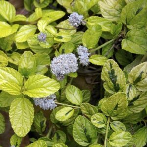 Ceanothus Diamond Heights - 1.4Ltr/2.5Ltr