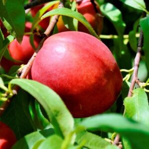 Nectarine Sunglo - Pb18