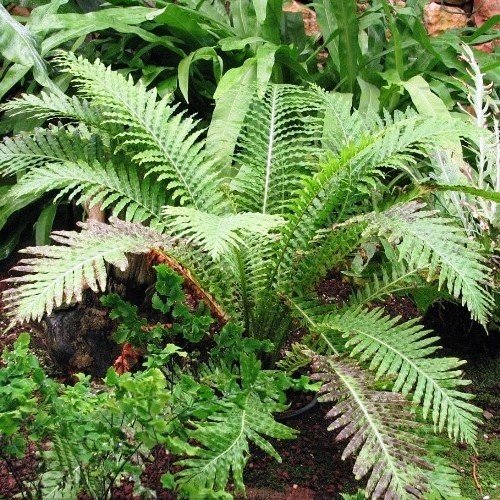 Blechnum Silver Lady - 3Ltr - Image 2