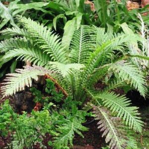 Blechnum Silver Lady - 3Ltr
