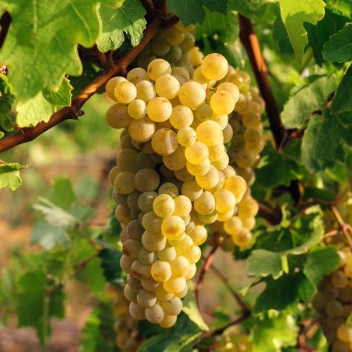 Grape Queen Of The Vineyard - Pb6.5