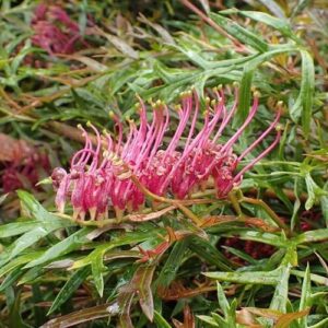 Grevillea Gaudi Chaudi - Pb6.5