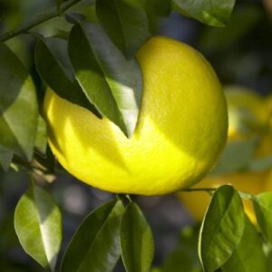 Grapefruit Wheeney - Pb12