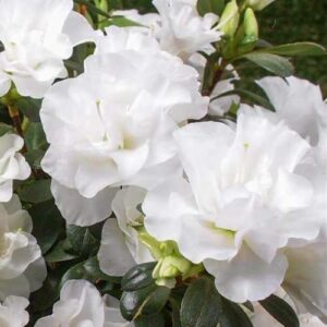 Azalea Bridal Bouquet - 2.5Ltr