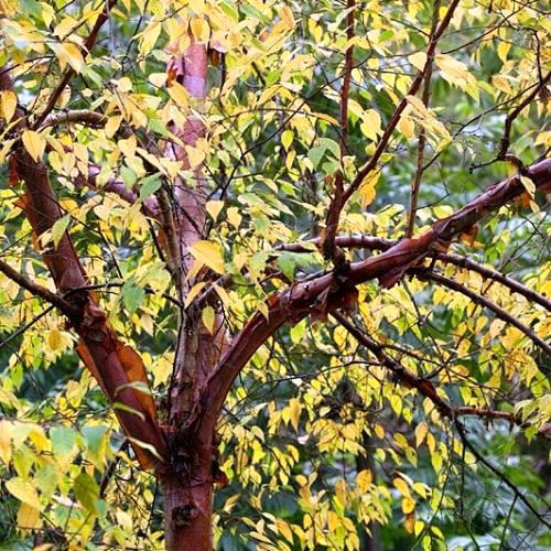 Betula albo. Septentrionalis, North Chinese Red Birch - Pb28