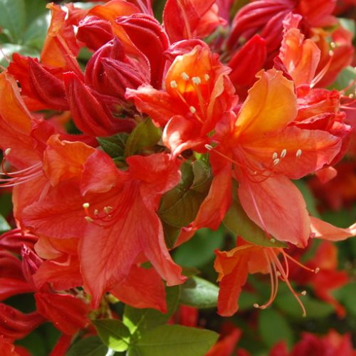 Azalea Brilliance (dec.) - 4.7Ltr - Image 2