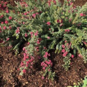 Grevillea Drummer Boy - Pb5