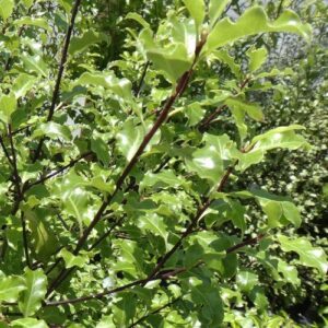 Pittosporum Tasman Ruffles - Pb6.5 (60/140)