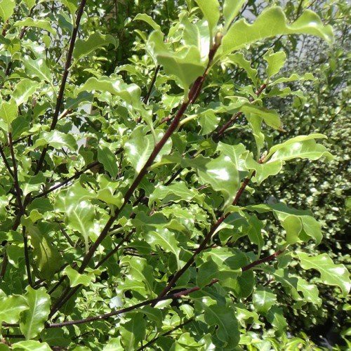 Pittosporum Tasman Ruffles - Pb6.5 (60/140)