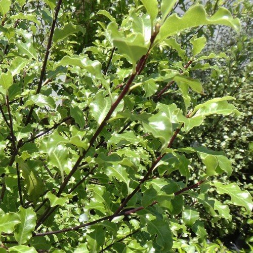 Pittosporum Tasman Ruffles - Pb6.5 (60/140) - Image 2