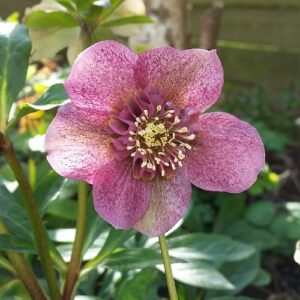 Helleborus Tutu - 2Ltr