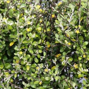 Corokia x Emerald and Jade - Pb5