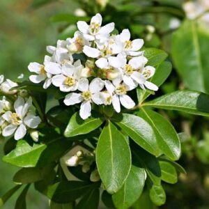 Choisya ternata - Pb5 (20/40)