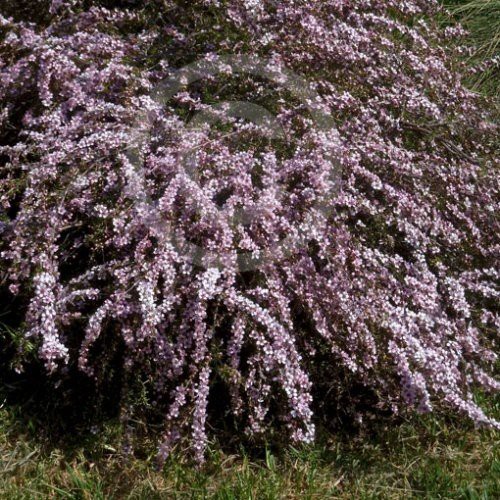 Leptospermum Pink Cascade, Manuka - 2.5Ltr