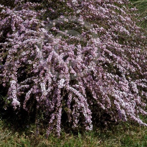 Leptospermum Pink Cascade, Manuka - 2.5Ltr - Image 2