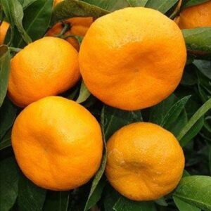 Mandarin Corsica 2 - Pb10