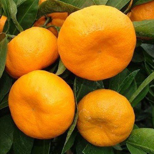 Mandarin Corsica 2 - Pb10