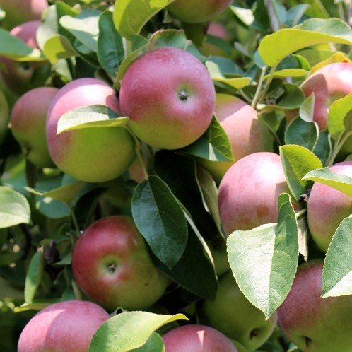 Apple Jersey Mac - Pb12 - Image 2