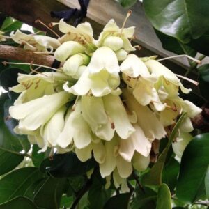 Tecomanthe speciosa, Three Kings Climber - Pb6.5/3.3Ltr