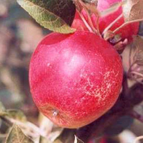 Apple Merton Worcester - Pb12 - Image 2