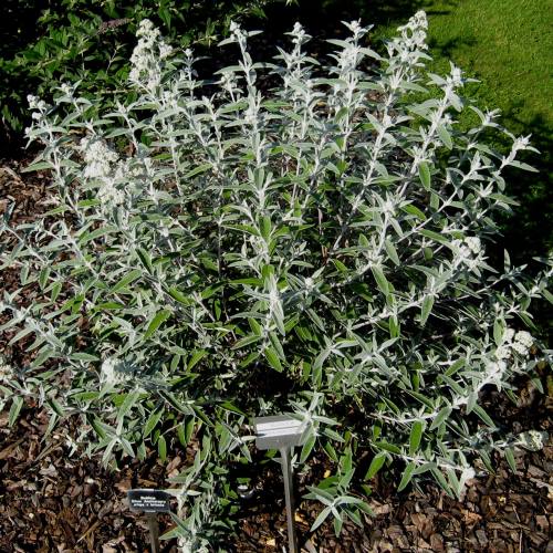 Buddleia Silver Anniversary - Pb6.5 - Image 2