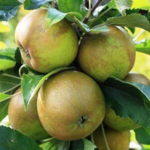 Apple Egremont Russet - Pb12