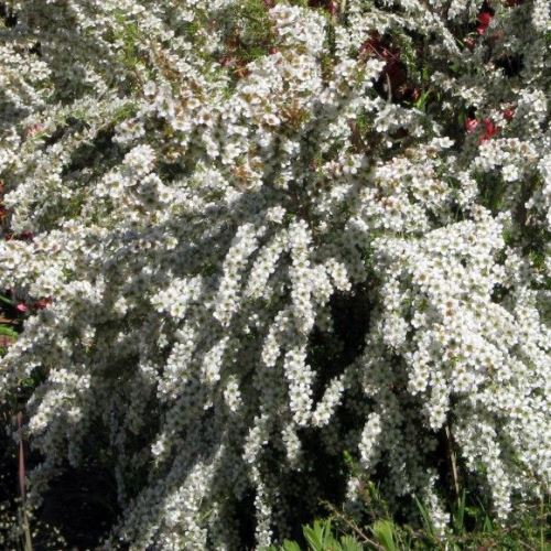 Leptospermum White Cascade, Manuka - 2.5Ltr - Image 2