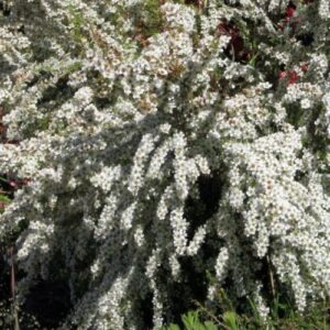 Leptospermum White Cascade, Manuka - 2.5Ltr
