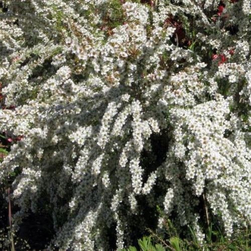 Leptospermum White Cascade, Manuka - 2.5Ltr