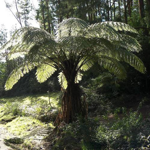 Dicksonia squarrosa, Wheki - Pb28
