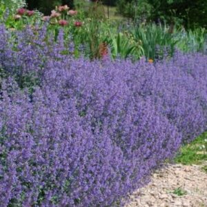 Nepeta Six Hills Giant - (20/60)