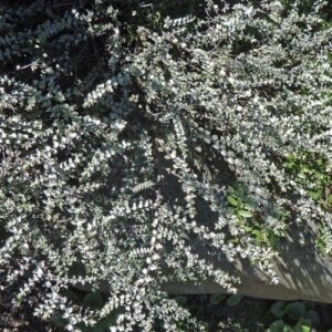 Hebe Quicksilver - 2Ltr