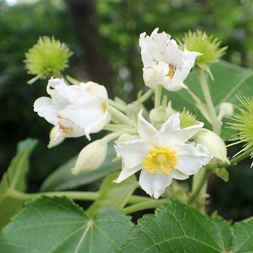 Entelea arborscens, Whau - Pb6.5 (70/120)