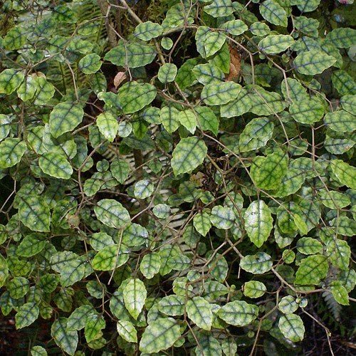 Carpodetus serratus, Marbleleaf - Pb5