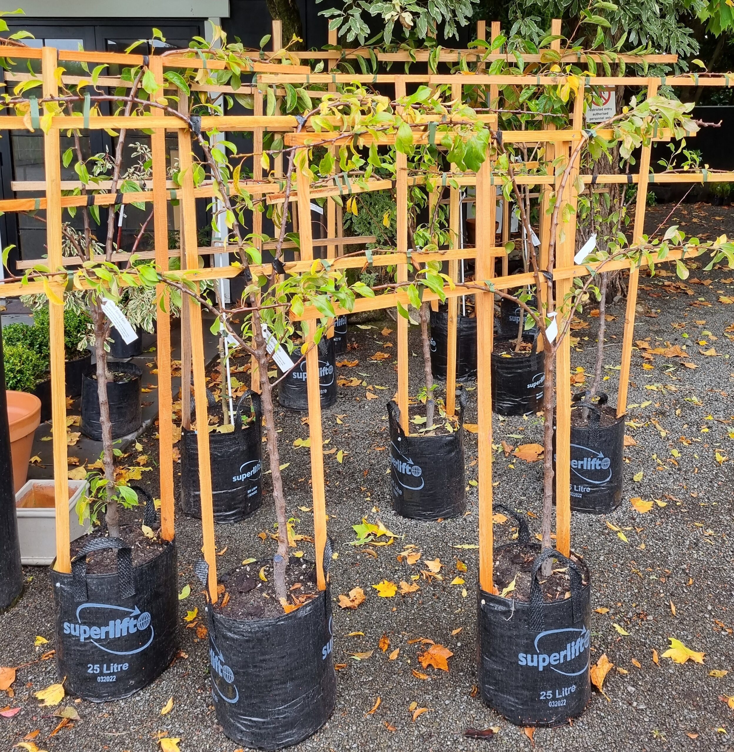 Plum Luisa - 25ltr Large Grade Espaliered on Timber Frame - Image 3